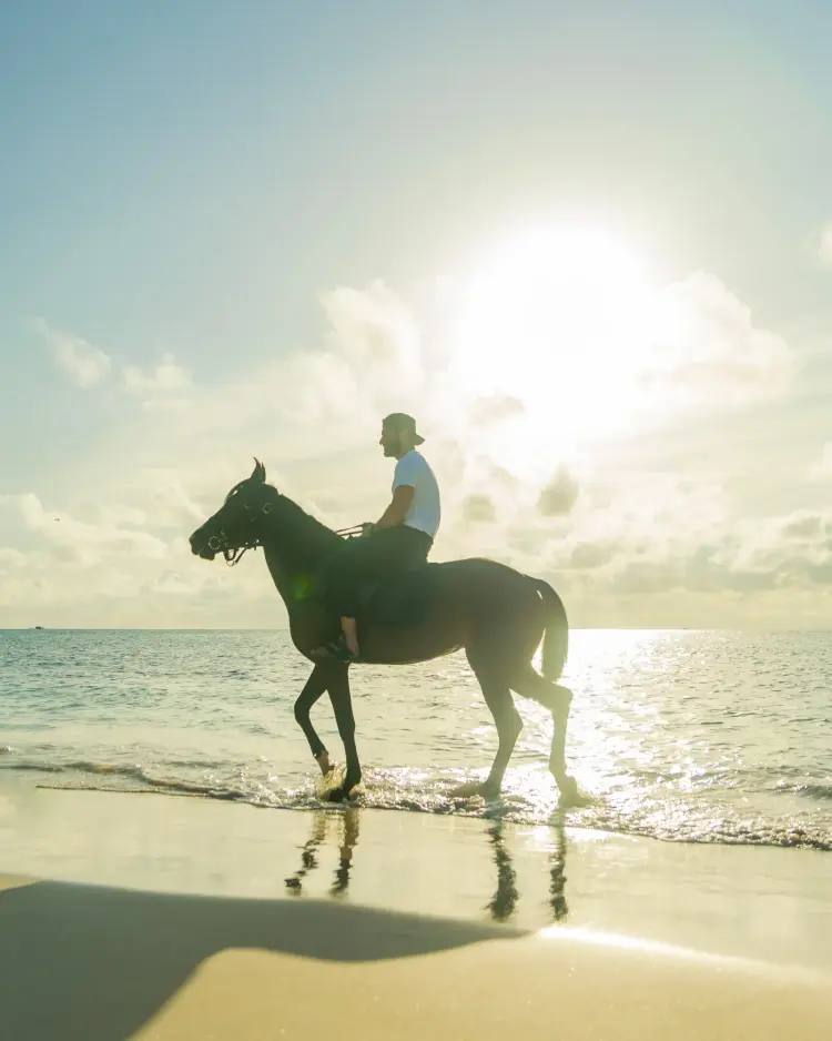 Island Stables