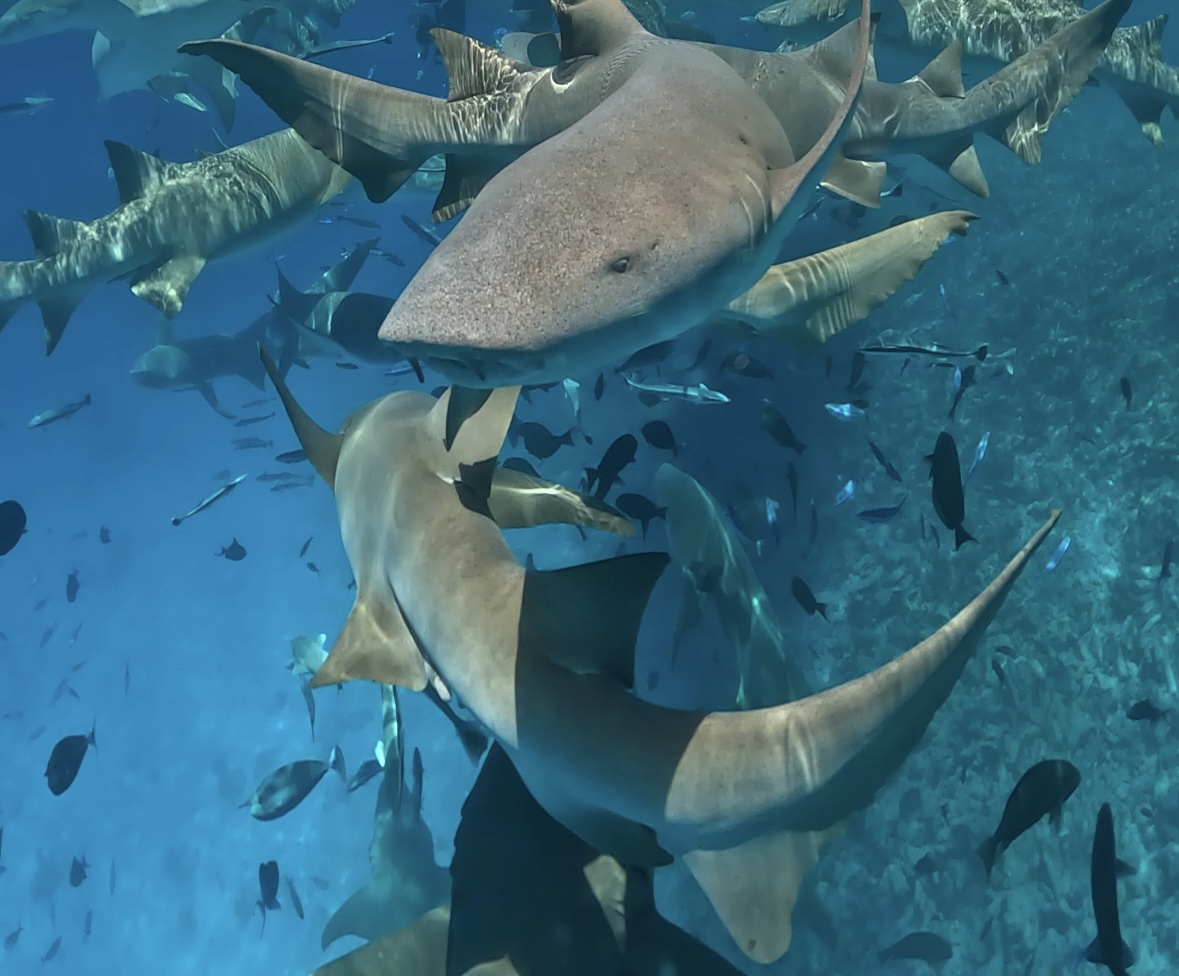 The Sleeper Shark
